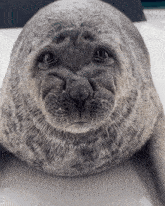 a close up of a seal looking at the camera with a sad look on its face