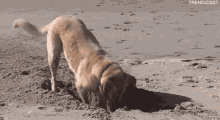 Searching Digging GIF - Searching Digging Dog GIFs