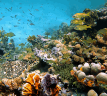 Under The Sea GIF - Under The Sea GIFs