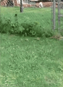 Dog Fence GIF - Dog Fence Jump GIFs