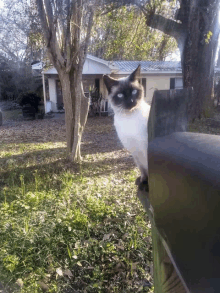 Siamese Cat GIF - Siamese Cat GIFs