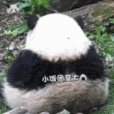 Huahuapanda Comnam GIF - Huahuapanda Huahua Panda GIFs
