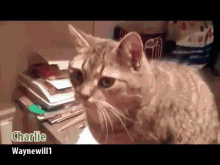 Deck The Halls...... GIF - Cats Dogs Animals GIFs
