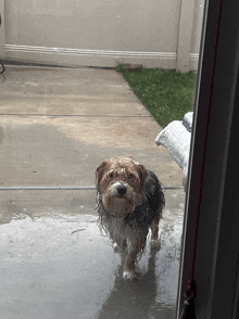 Wet Dog Oh Hell No GIF
