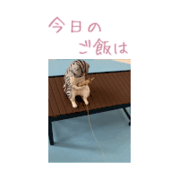 a cat sitting on a wooden table with chinese writing