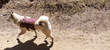 Hadassa Allison Zarya The Laika GIF - Hadassa Allison Zarya The Laika Dog Strutting On Dirt Trail GIFs