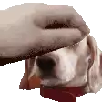 a dog with a red collar is laying down with a person 's hand on its head .