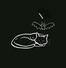 Cat Batcat GIF - Cat Batcat Batcatlove GIFs