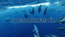 дельфин животные океан море вода GIF - Animal Dolphin Ocean GIFs