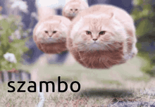 Szambo GIF - Szambo GIFs