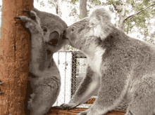 Koala Kiss Me GIF - Koala Kiss Me Cute GIFs