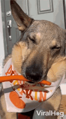 dog munches on carrot viralhog vegetarian dog vegan dog eating a carrot