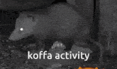 Koffa Possum GIF - Koffa Possum Opossum GIFs