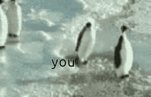 Penguin Penguin Push GIF - Penguin Penguin Push You GIFs