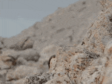 Seltan Gönül Dağı GIF - Seltan Gönül Dağı Selma GIFs