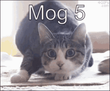 Mog Mog5 GIF