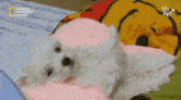 a small white dog is laying on its back on a bed with a blanket that says national geographic channel on it .