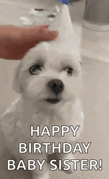 haetnim haetnim funny haetnim confused dog happy birthday