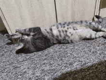 Cat Licking GIF - Cat Licking Belly GIFs