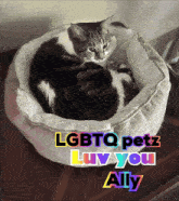 a cat is laying in a dog bed with the words " lgbtq petz luv you ally " written above it