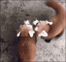 Red Pandas Feeding Animal GIF