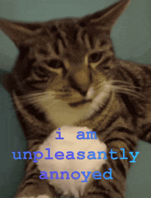 I Am Unpleasantly Annoyed 864mcs Cat GIF