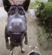 a dog with a face on its head is standing next to a bowl of food .
