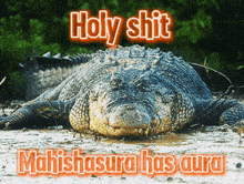a picture of a crocodile with the words holy shit mahishasura has aura