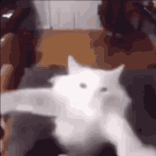 Cat Funny GIF - Cat Funny Warf GIFs