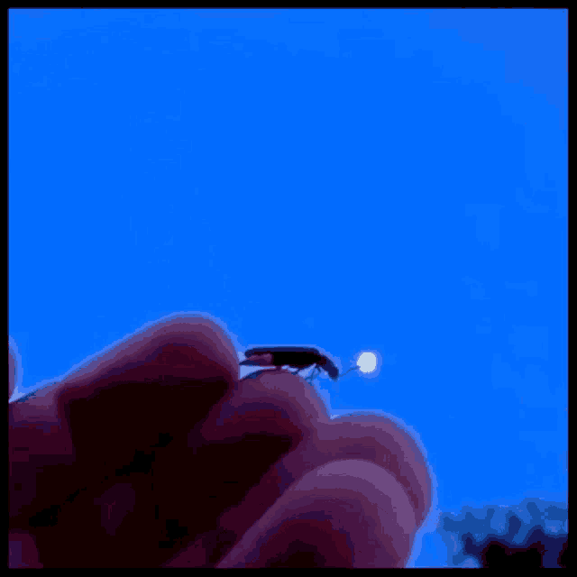 Firefly Lightningbug GIF Firefly Lightningbug Fly Discover & Share GIFs