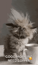 a fluffy cat is sitting next to a cup of coffee with its hair blowing in the wind .