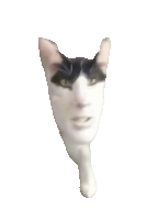 a close up of a cat 's head with a face on it