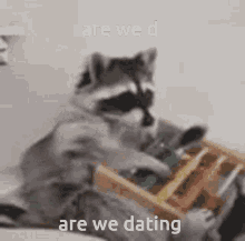 Raccoon GIF