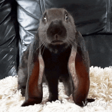 Twitching Nose Rabbit GIF - Twitching Nose Rabbit Viralhog GIFs