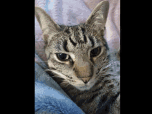 Tucker Cat Cat GIF - Tucker Cat Cat GIFs