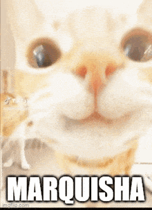 a cat with the name marquisha on it