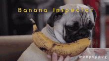 Pug Banana Inspector GIF