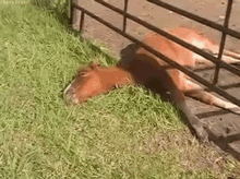 Me GIF - Lazy Horse Not Doing Anything GIFs