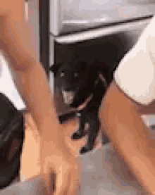 Stressed Out GIF - Stressed Out Dog GIFs