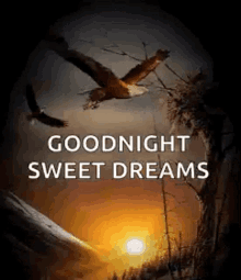 Good Night Fly GIF - Good Night Fly Eagle GIFs