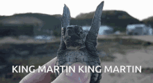 King Martin Turtle GIF - King Martin Turtle Bow Down GIFs