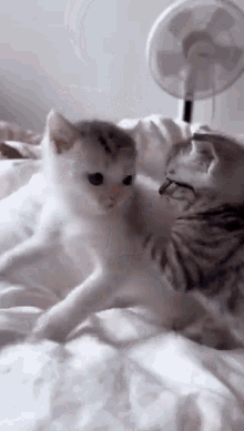 Cat Cat Kiss GIF
