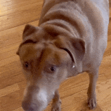 Bellebows Weird Dog GIF - Bellebows Weird Dog Dog Look GIFs