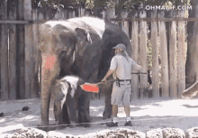 Funny Animals Elephant GIF - Funny Animals Elephant Tamer GIFs