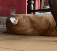 Cats Whats Up GIF - Cats Whats Up Kitten GIFs