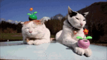 Cats Flowers GIF - Cats Flowers Solar GIFs
