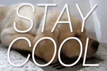 a dog is laying on the floor with the words stay cool written above it