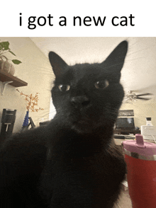 a black cat with the words i got a new cat below it