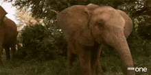veramesi hi hey elephant