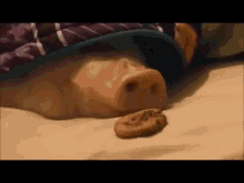 Gotta Work For It GIF - Pigs Cookie Food GIFs